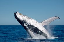 Whale watching in Hervey Bay