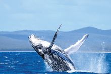 Whale watching in Hervey Bay