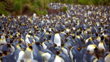 King penguins on Macquarie Island