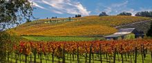 Discover a spectacular autumn palette in Sonoma County, California