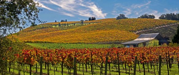 Discover a spectacular autumn palette in Sonoma County, California