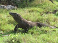 Komodowaran