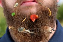 Inspired by Roald Dahl’s The Twits, Eden Project narrator Jake Proffitt poses with a beard full of discarded food including a sardine tail, some edible insects and a blob of Stilton cheese.