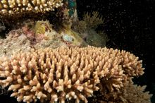 Coral spawning on the Great Barrier Reef