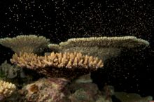 Coral spawning on the Great Barrier Reef