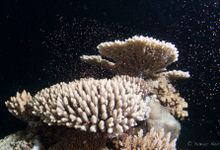 Coral spawning on the Great Barrier Reef