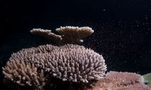 Coral spawning on the Great Barrier Reef