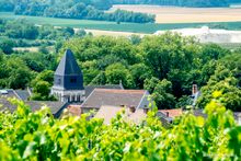 Champagne Vineyards