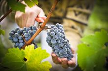 Bordeaux Grapes