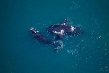 Aerial shot of a mating group of Southern Right Whales on Western Cape in South Africa.