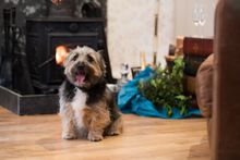 Dogs stay for free this Autumn