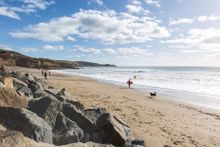 Dogs stay for free this Autumn