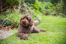 Dogs stay for free this Autumn