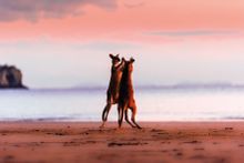 2 Fight Club: Boxing Roos (Cape Hillsborough)