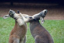 2 Fight Club: Boxing Roos (Australia Zoo)