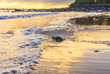 7 Turtle-y Awesome: Turtle hatchling at Mon Repos