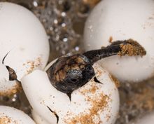 7 Turtle-y Awesome: The Hatchery at World Science Festival Brisbane