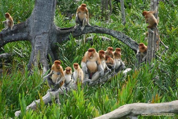 Proboscis monkeys in Sabah