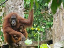 Orang utan in Sabah