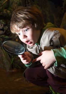 Finn Chomczuk, 5, explores the rain forest at Dynamic Earth