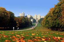 The Long Walk in Autuimn - Windsor Great Park