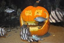 Trick or Treat Under the Sea