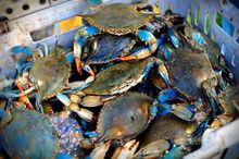 Louisiana Blue Crabs