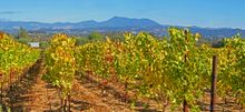 Sonoma County is lovely this time of year. Come visit soon.