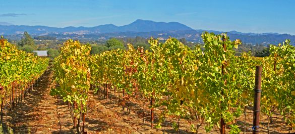 Sonoma County is lovely this time of year. Come visit soon.