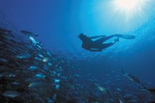 Diving off the south coast in Mauritius 