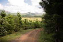 Nature TrI: Mountain bike leg. Imbil, Mary Valley