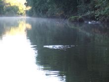 Kayak with platypuses: Nature Tri. Imbil, Mary Valley