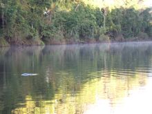 Kayak with platypuses: Nature Tri. Imbil, Mary Valley