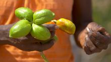 Bush medicine and food