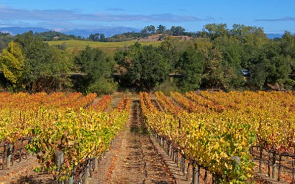 Scenic Vineyards in the Fall