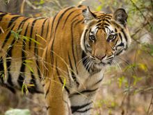 Have an on-stand #mymadhyapradeshmoment and take a photo with a tiger