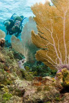 A diver explores the coral reef in the Florida Keys National Marine Sanctuary off Key Largo, Fla. Photo by Bob Care