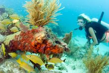 The reef system off of Key Largo, Fla. is the only contiguous coral barrier reef in North America. Photo by Bob Care