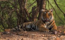 India Tiger IMG_3812