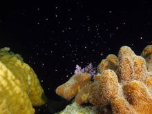 Image taken by Darren Miller aboard Divers Den’s ReefQuest on December 9 at Saxon Reef
