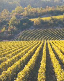 Louis Jadot Vineyard