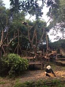 Giant Panda Breeding Centre, Chengdu 