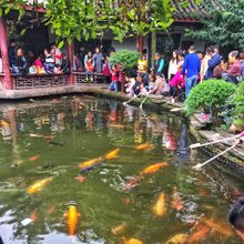Feeding koi, People's Park Chengdu