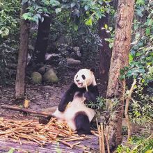 Giant Panda Breeding Centre, Chengdu 