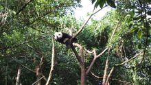 Giant Panda Breeding Centre, Chengdu 