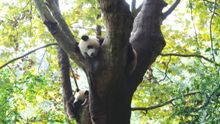 Giant Panda Breeding Centre, Chengdu 