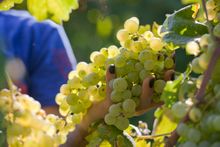 Prosecco Harvest