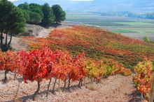 Make A Grape Escape To Discover Spain�s Emerging Wine Region - Ribera Del Duero