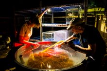 Professor Peter Harrison capturing coral spawn