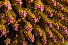 Coral spawning